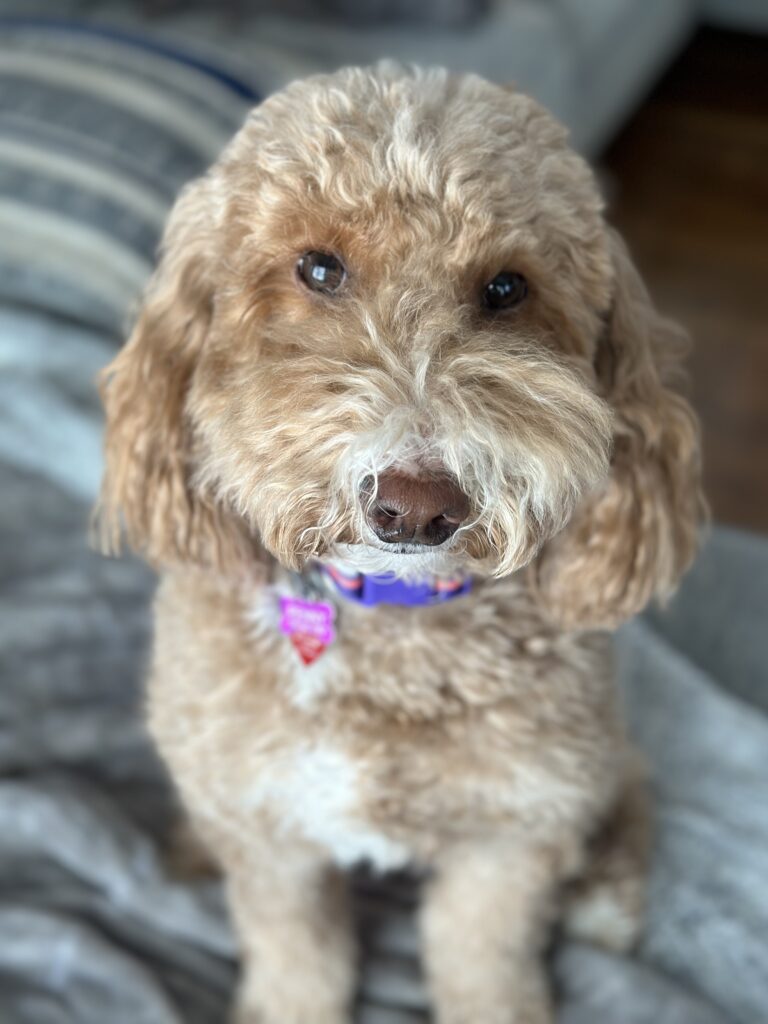 Penny the Goldendoodle